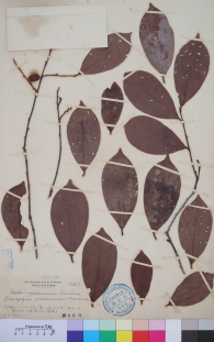 Specimen thumbnail